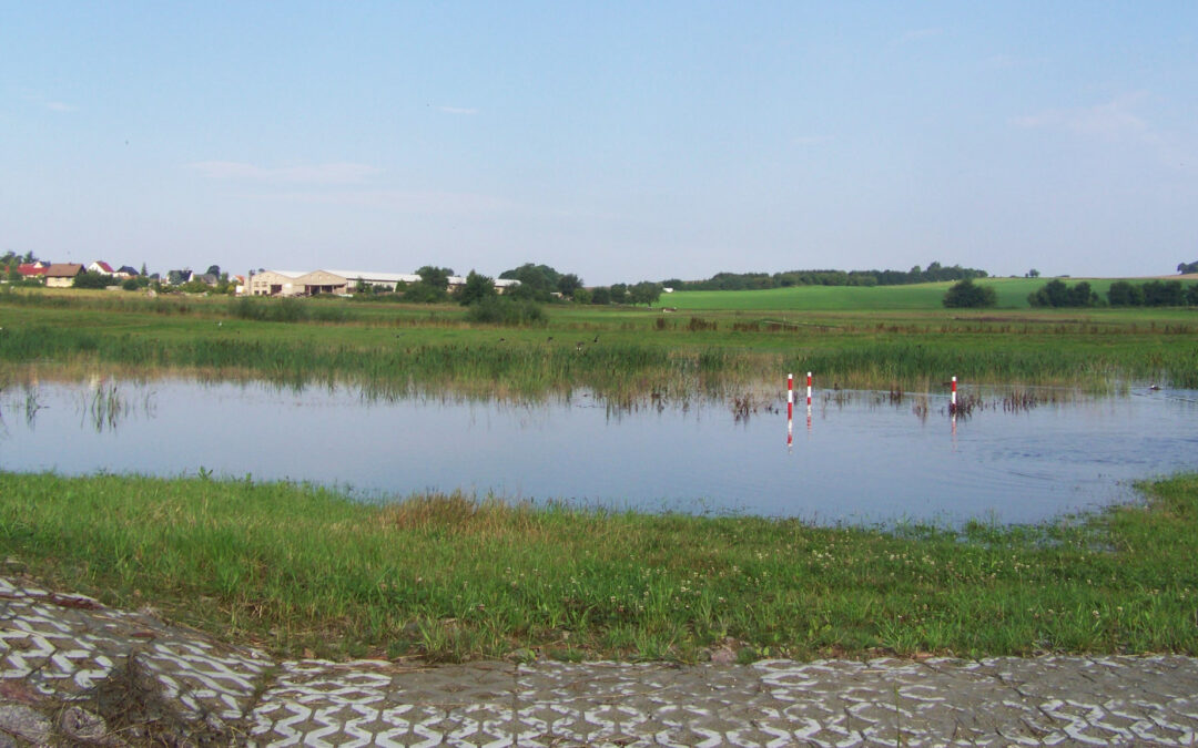 Naturnahe Lösungen: Hochwasserschutz und Biodiversität gemeinsam denken