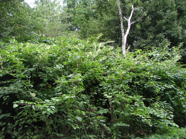 Unerwünschte Arten am Gewässer – ist das ein Problem?