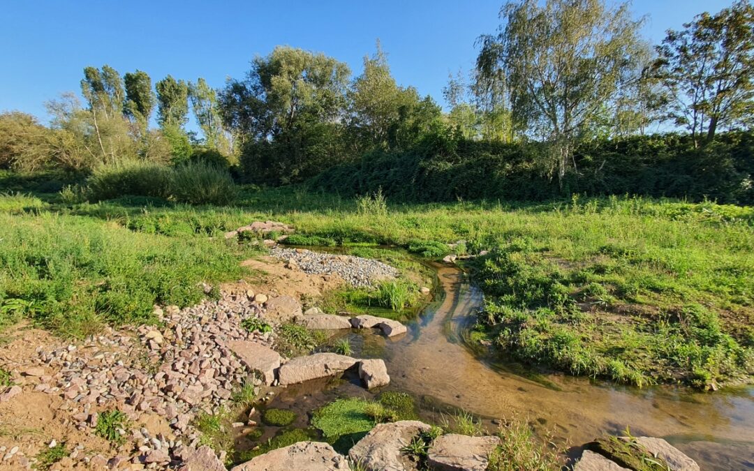 Naturnahe Strukturen effizient entwickeln – gewusst wie