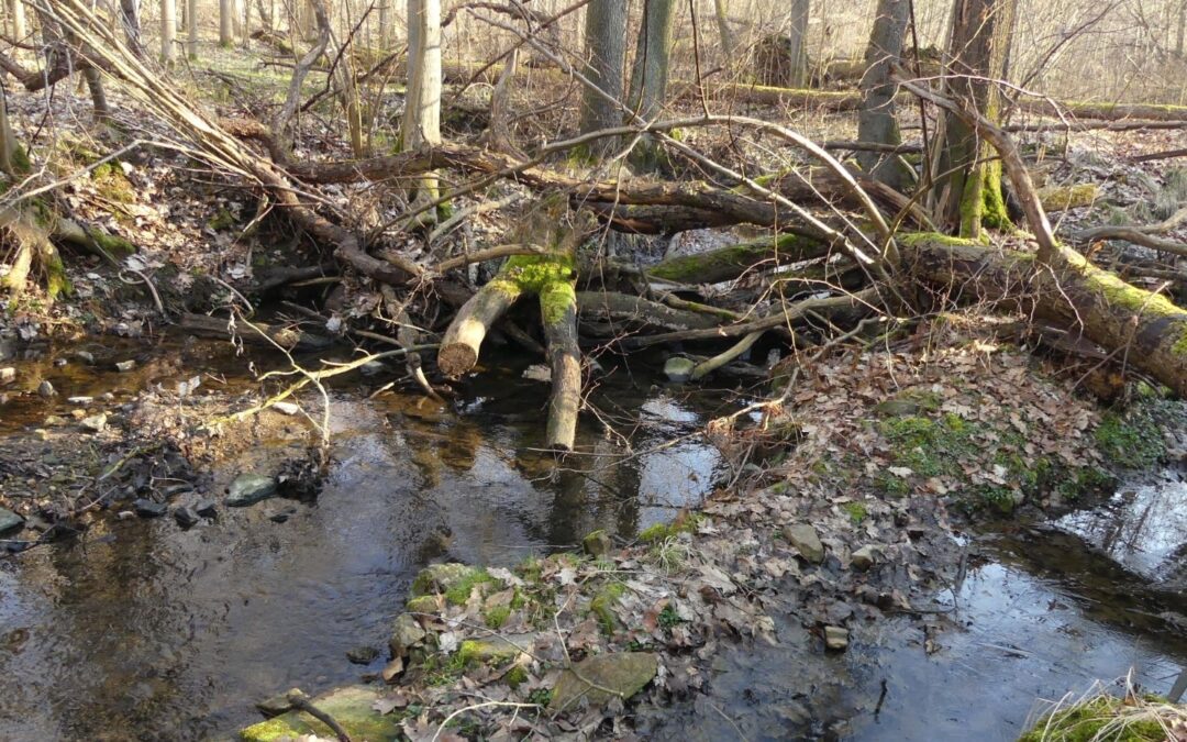 Totholz an Fließgewässern – wertvoll oder störender Unrat?