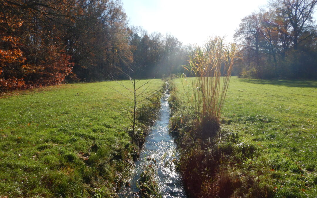 Gewässerentwicklungsplan Roter Graben: Wie Dresden Synergien von Naturschutz, Hochwasserschutz und Siedlungsentwässerung nutzt!