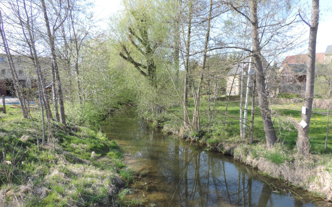 Unerwünscht und unverzichtbar?! Ufergehölze zwischen Akzeptanzkonflikten und fachlicher Notwendigkeit