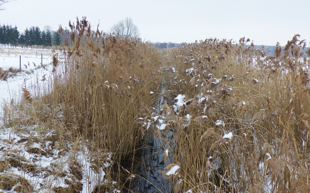 Projektstart: Integriertes Gewässerunterhaltungs- und -entwicklungskonzept für Gewässer des WBV Torgau
